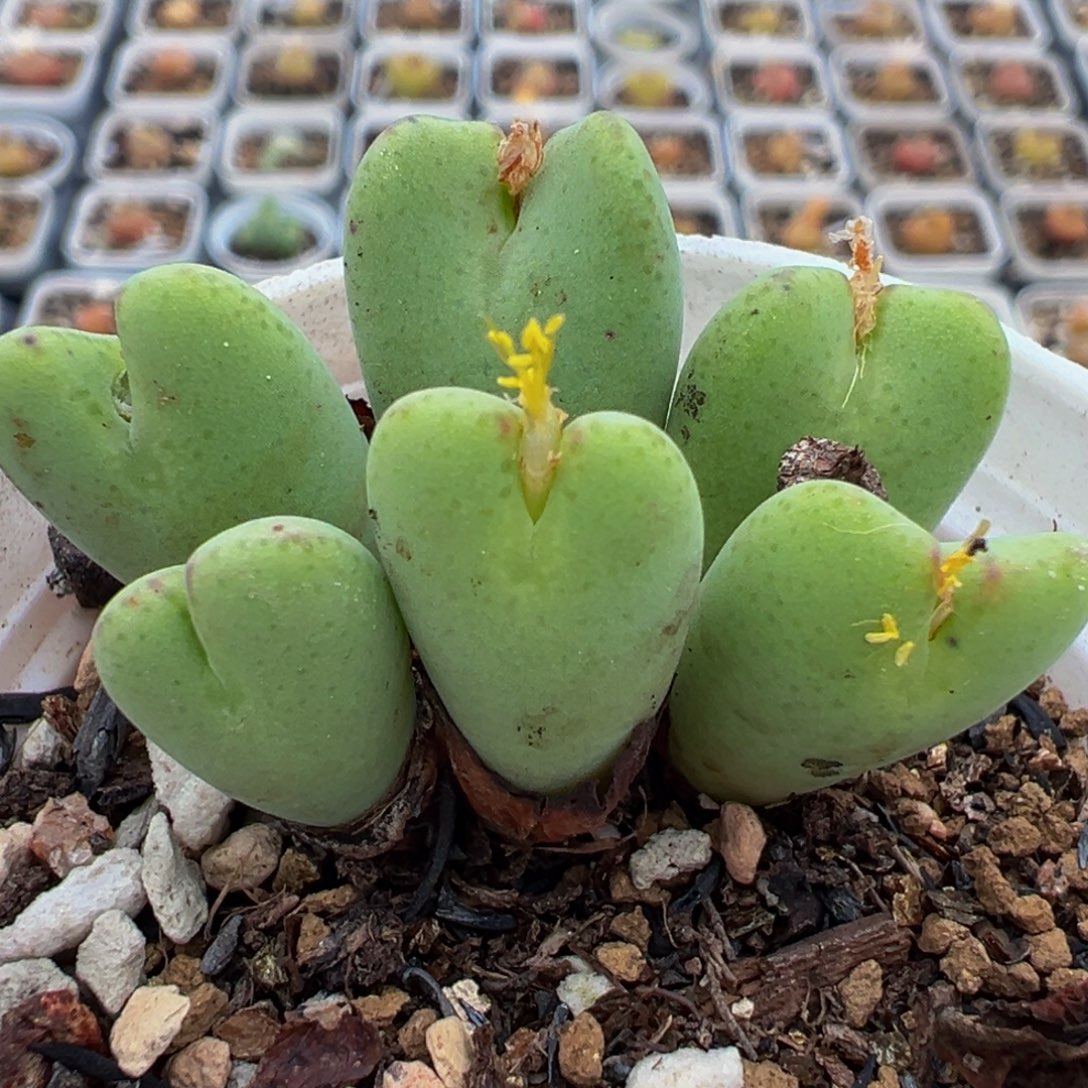 682多肉植物种类多样