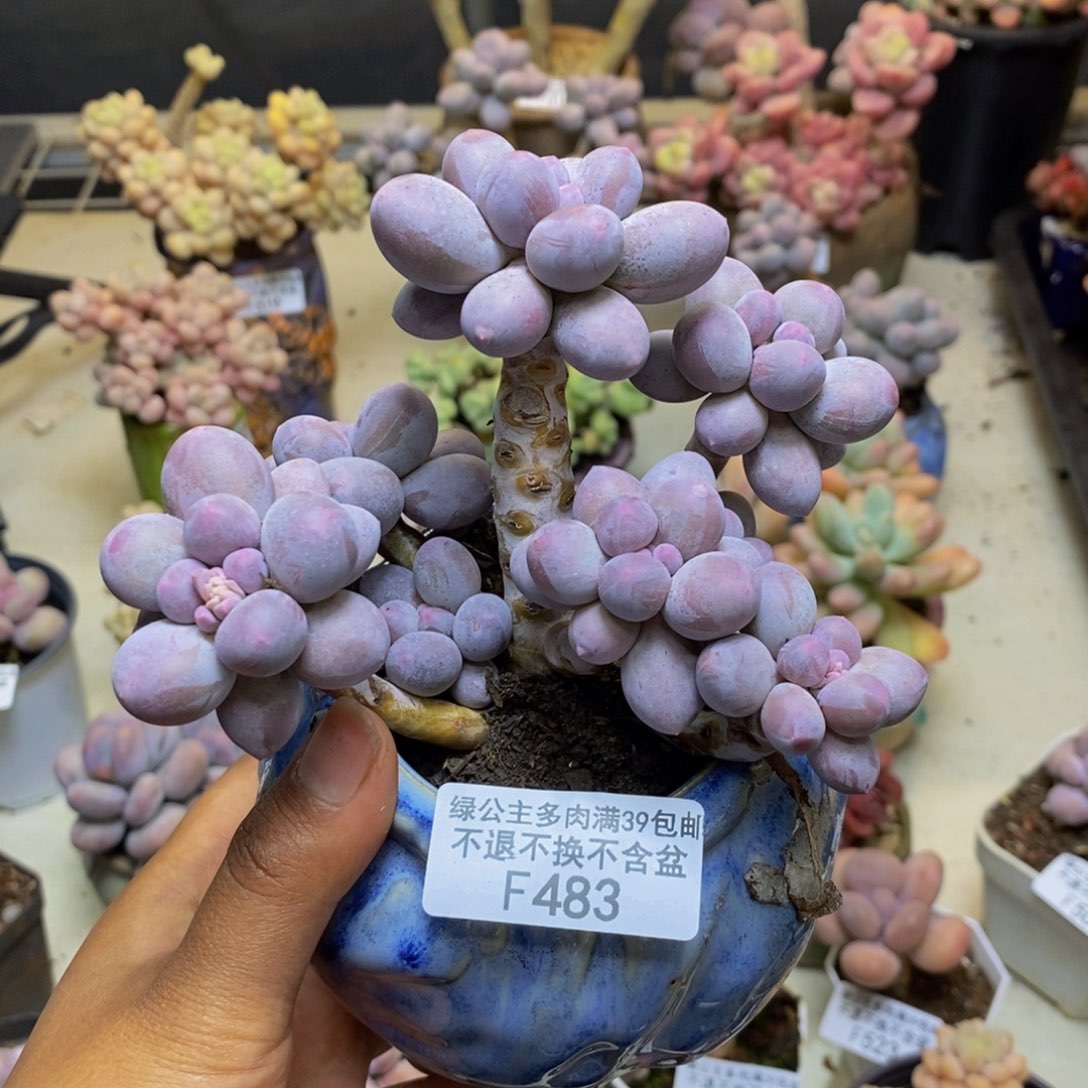 483香水手指奶多肉9c m