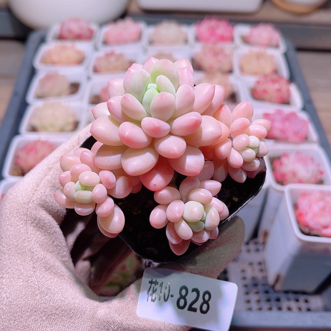 花利美10-828洛可可