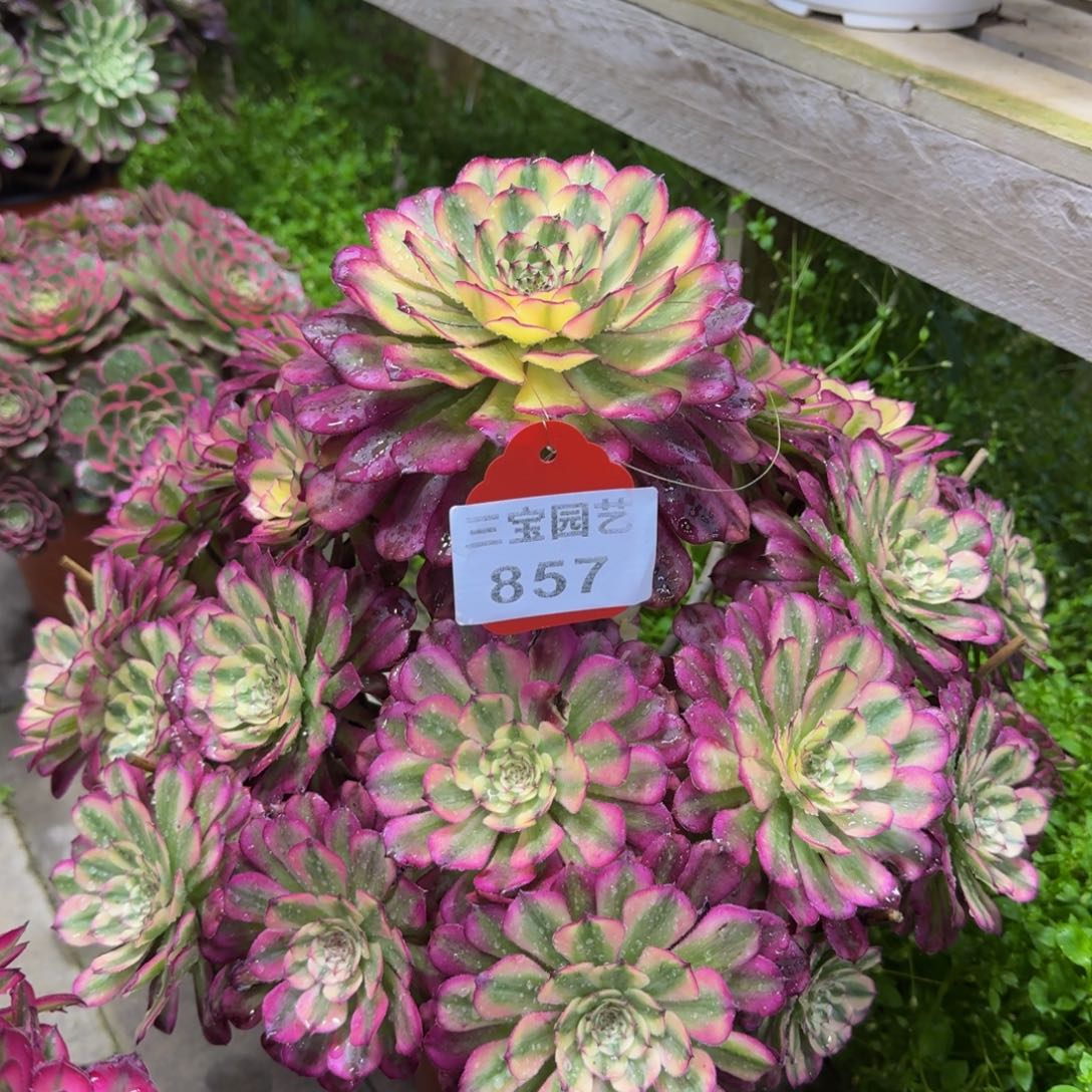 二**姨多肉植物857辉煌