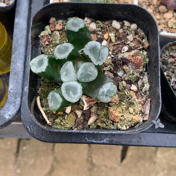 山***意残雪万象，带盆一起