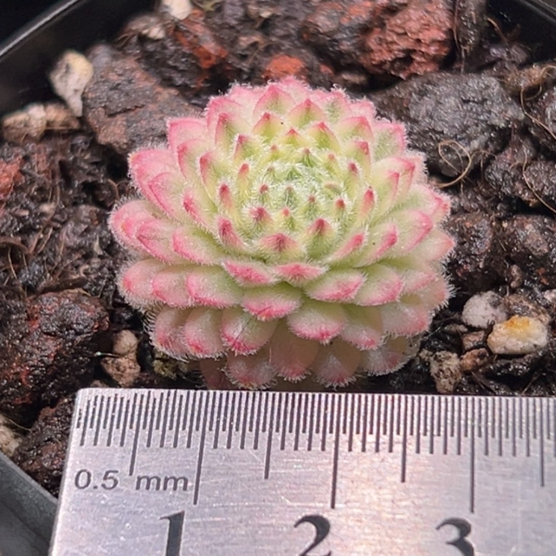 *****长生草锦，2厘米小苗，一物一拍。     