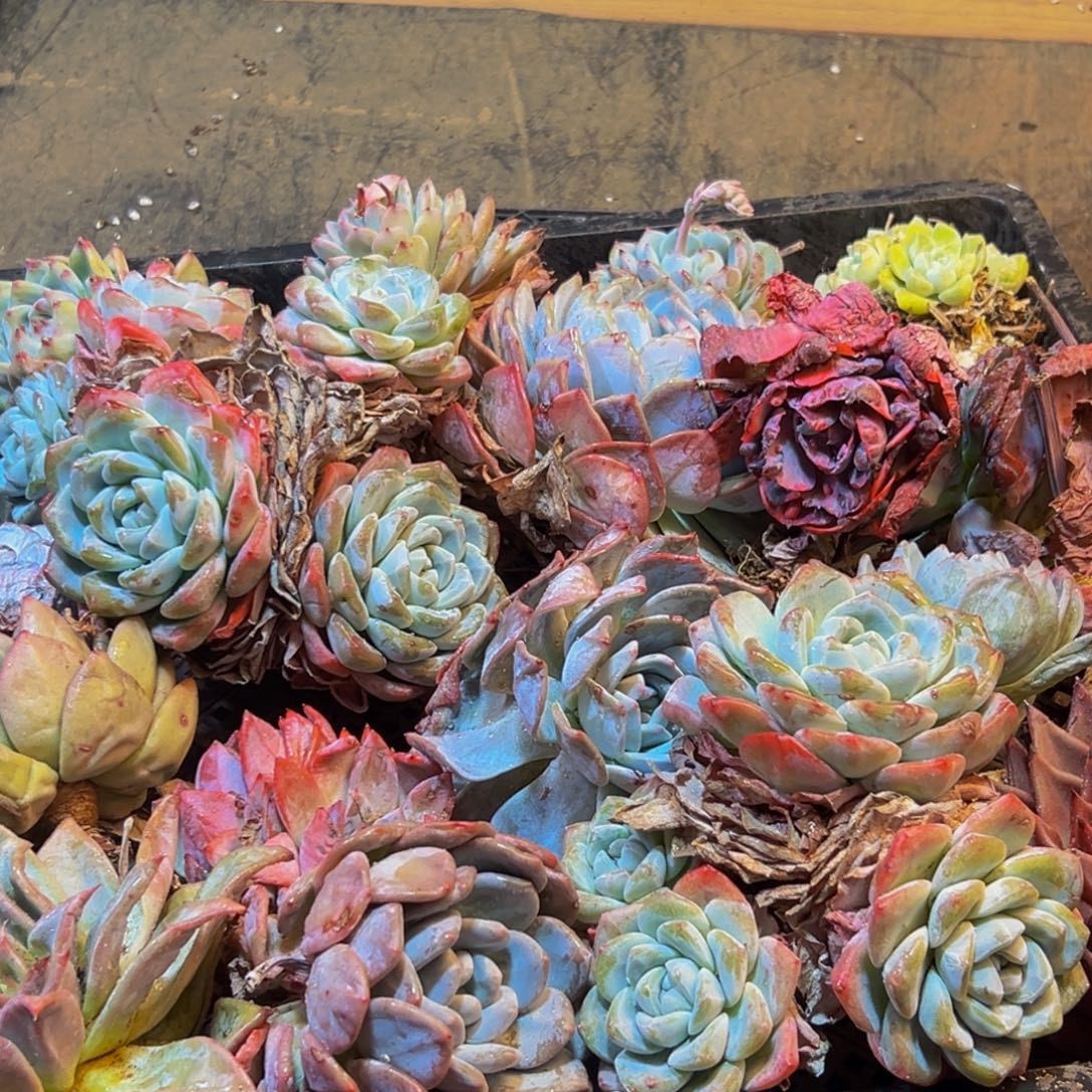 142多肉葡萄的味道是