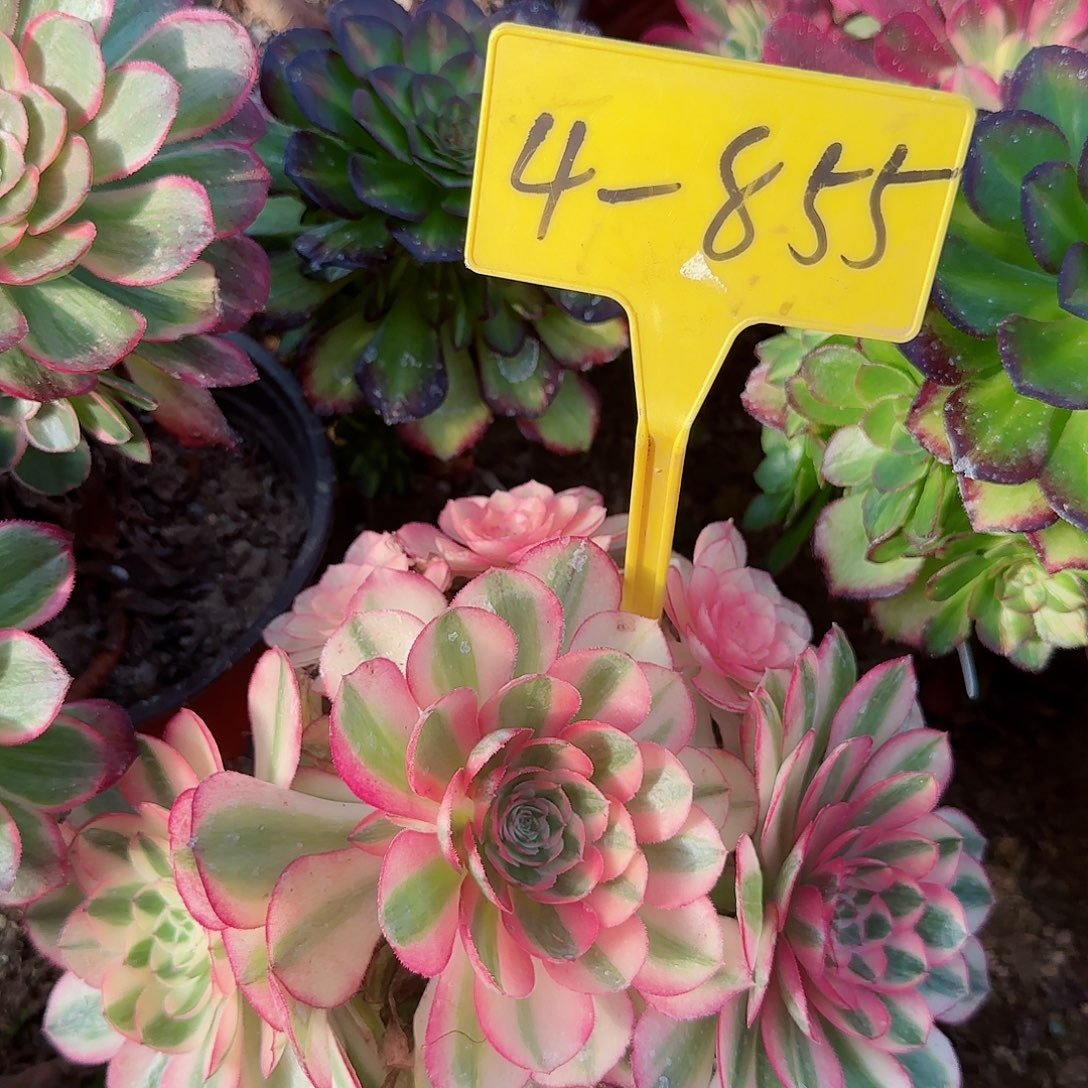 4-855+++多头多肉植物