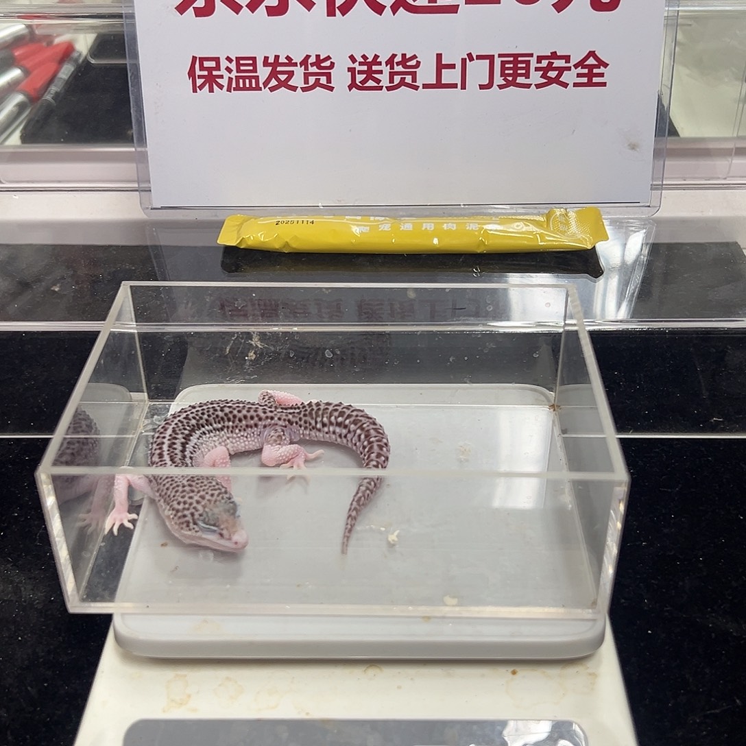 豹纹守宫哈哈哈哈哈哈