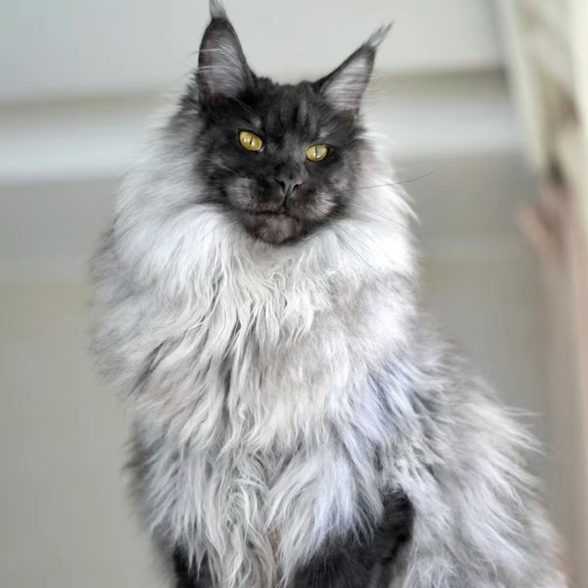 缅因猫缅因幼猫长毛猫