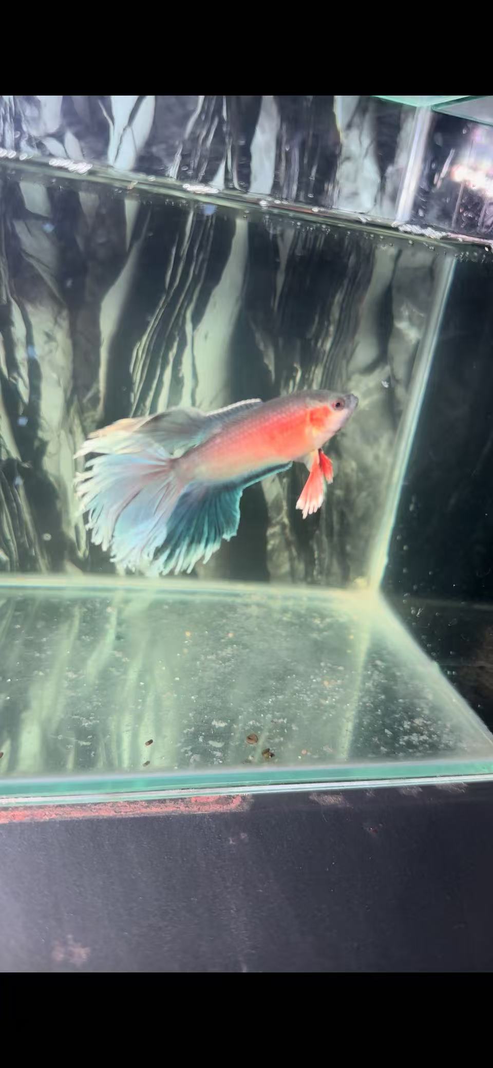 斗鱼活体小型热带观赏鱼一鱼一拍