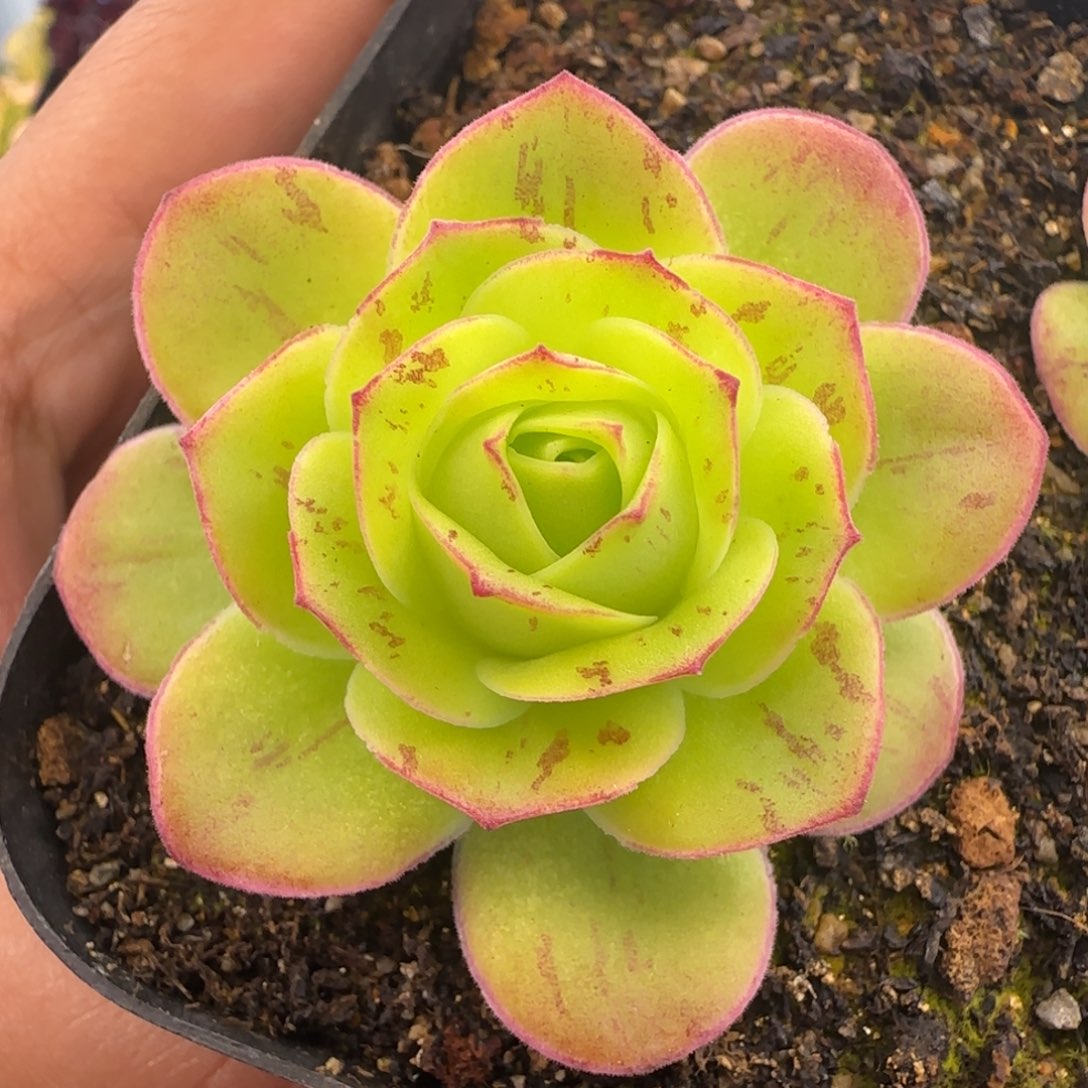 Y742半城玫瑰超圆