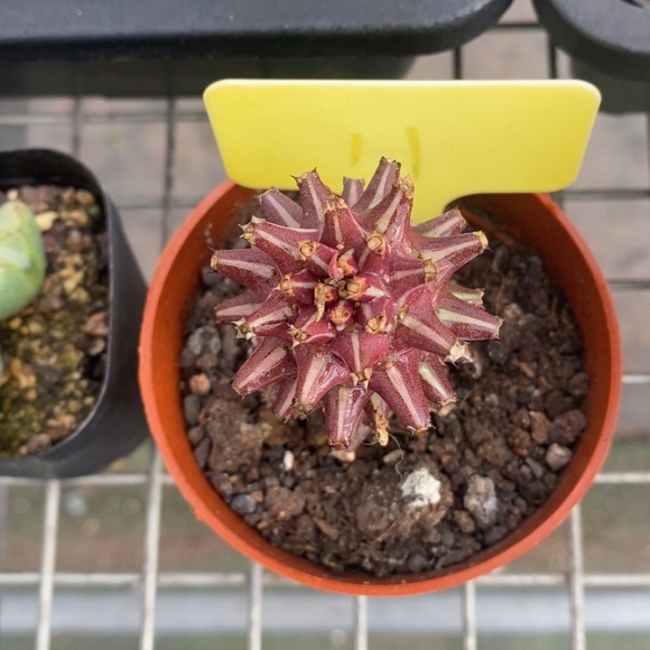 伯克利和格蕾纳等著名音乐