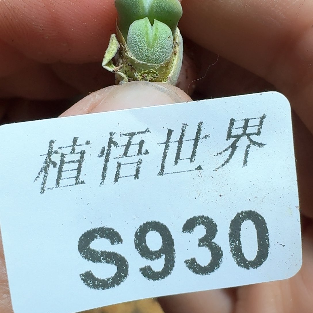 930号多肉植物哇c