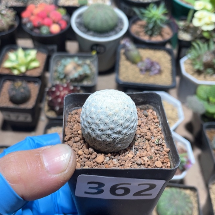 362实生白鸟仙人球