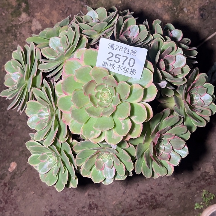 2570粉花妖多肉植物