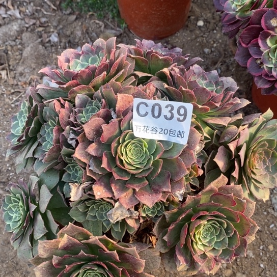 039西施多肉植物