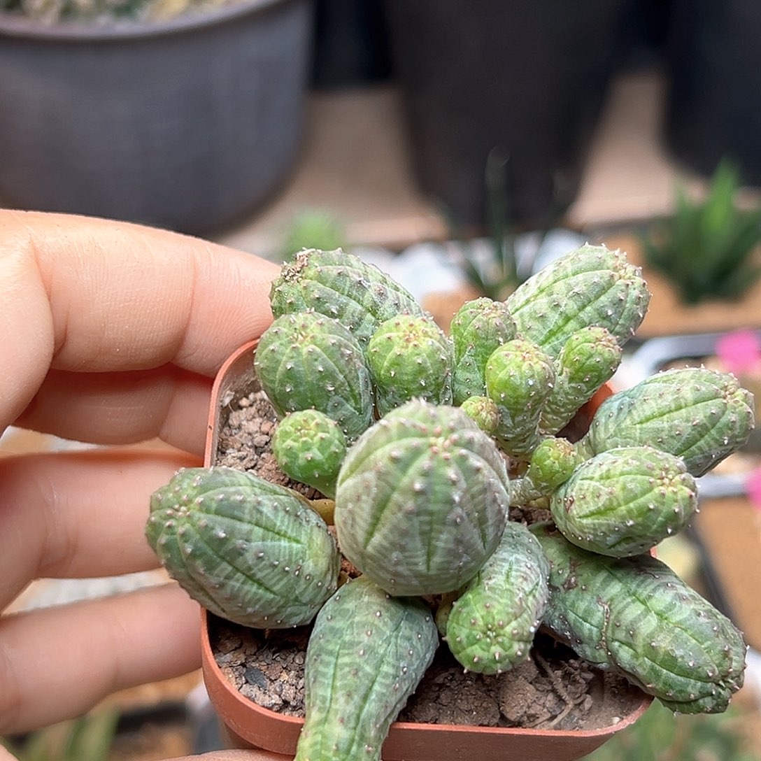 布纹球群一颗一颗