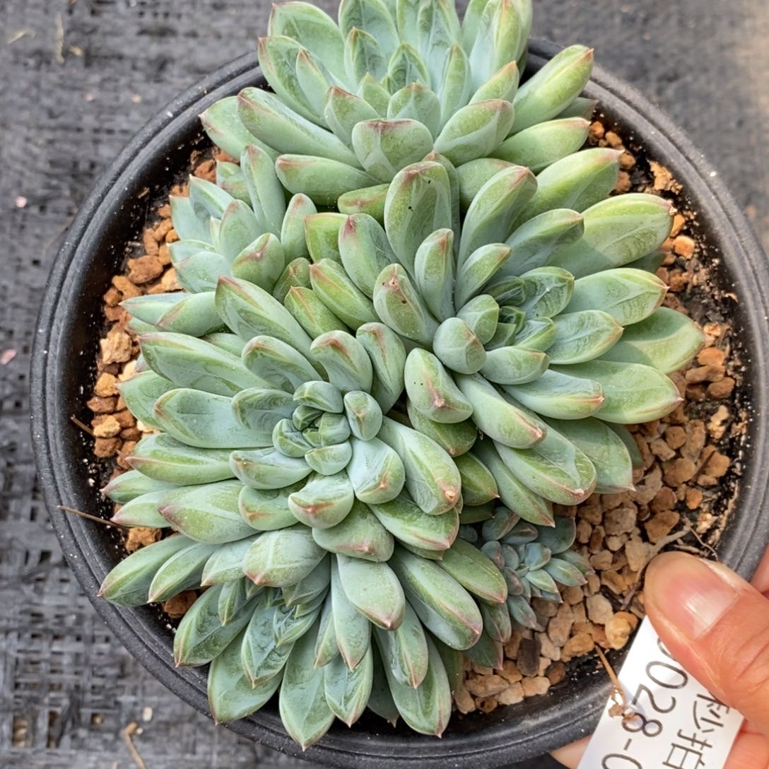 勿秒拍秒退 9028-10雨花石