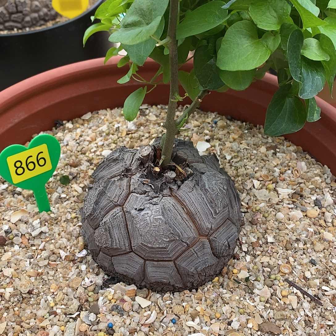 南非龟甲龙龟甲龙