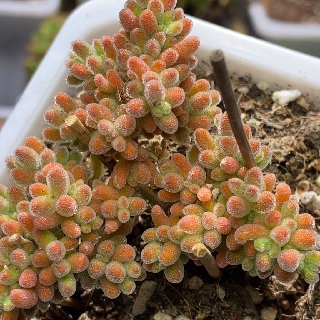 冰晶杂枝干番杏A344