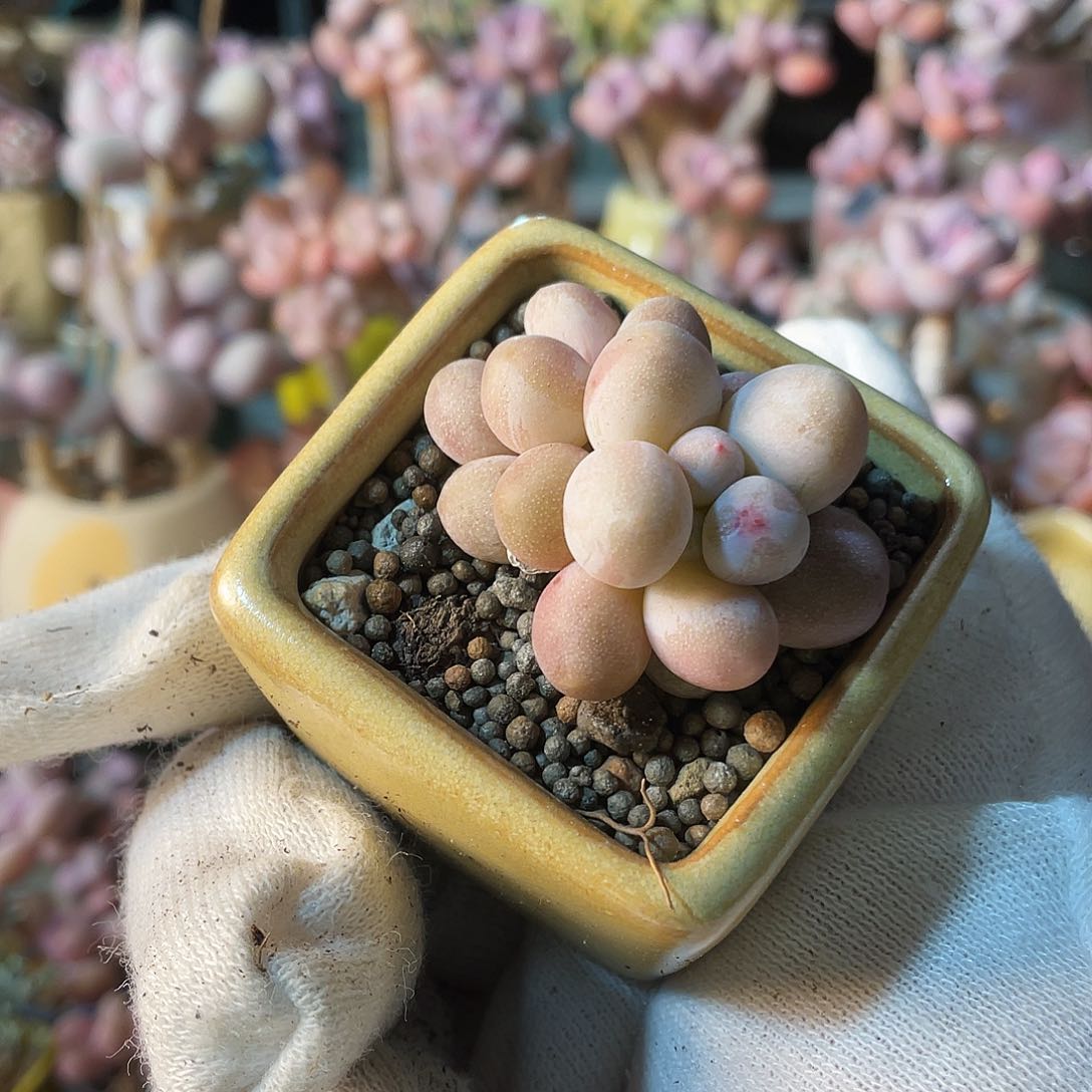 藏*多肉植物的生长发育与生长发育第三章