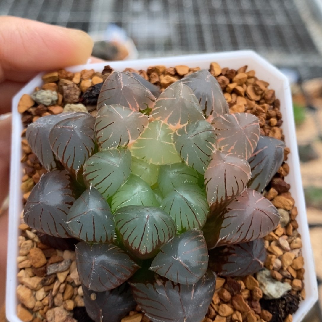 92号蓝镜雨露锦多肉