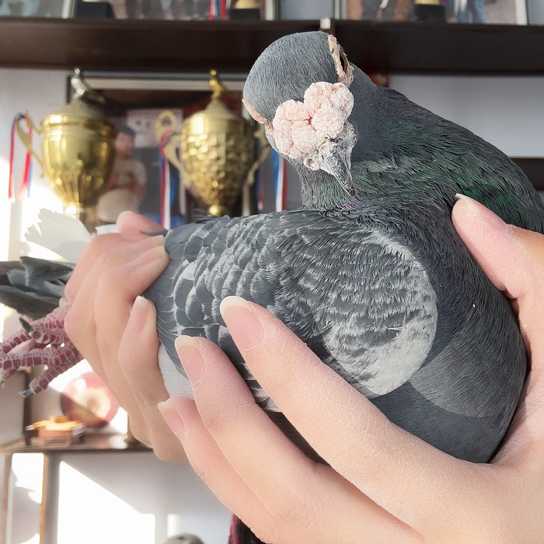 敏***少8中国大陆鸽子肉鸽子肉