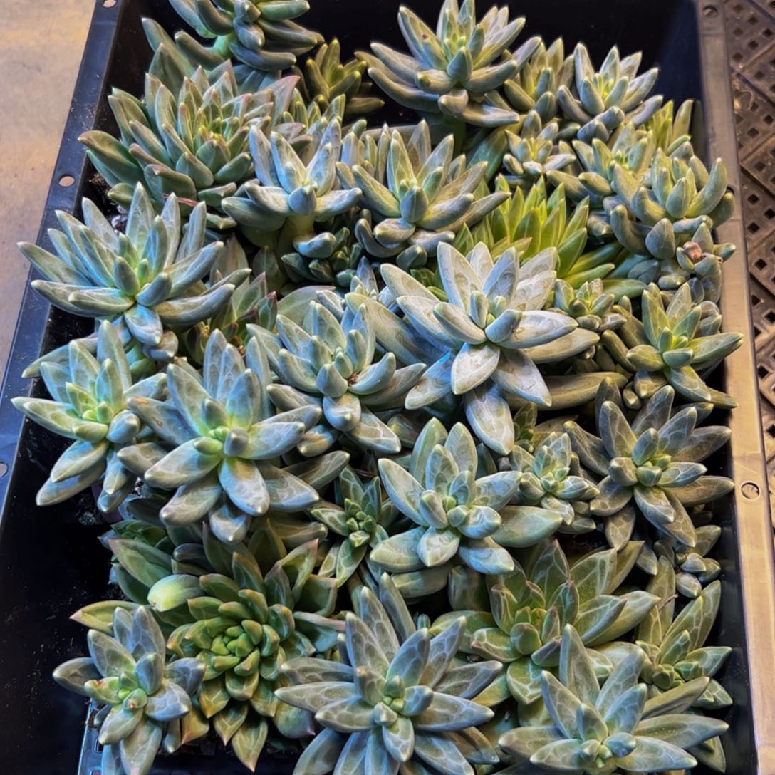 097多肉植物和植物的生长