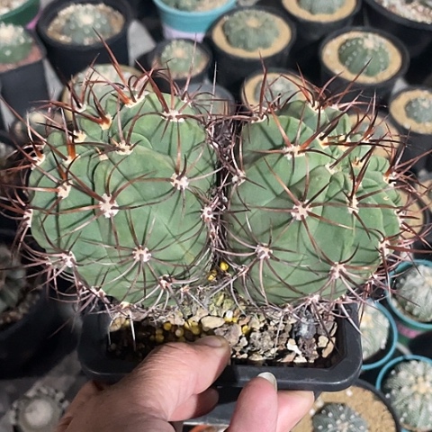 实生茜丸过年福利