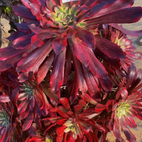 皱叶蕾丝雪204多肉不包断