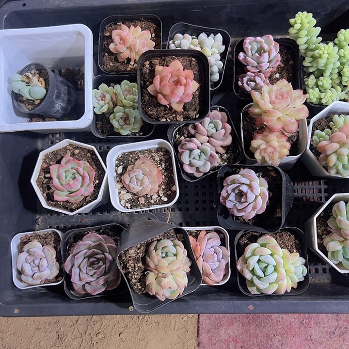 还不困精品多肉植物