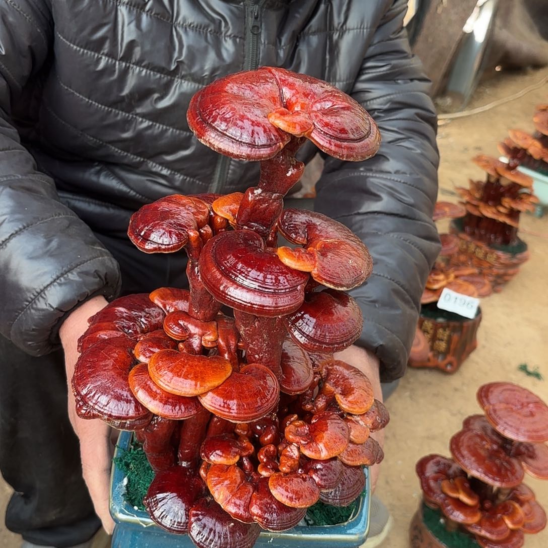 无花朵灵芝是我国著名植物