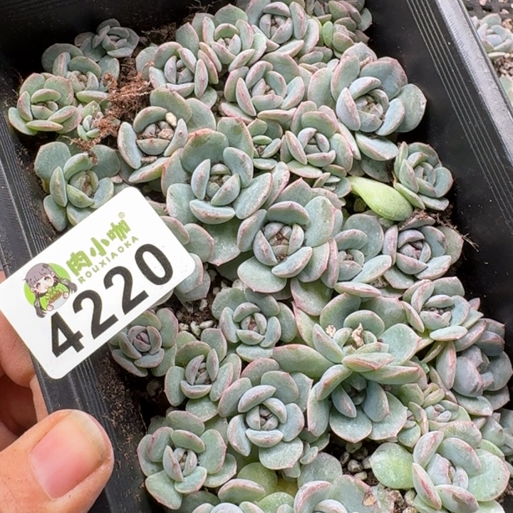 浅***浅多肉植物多肉植物