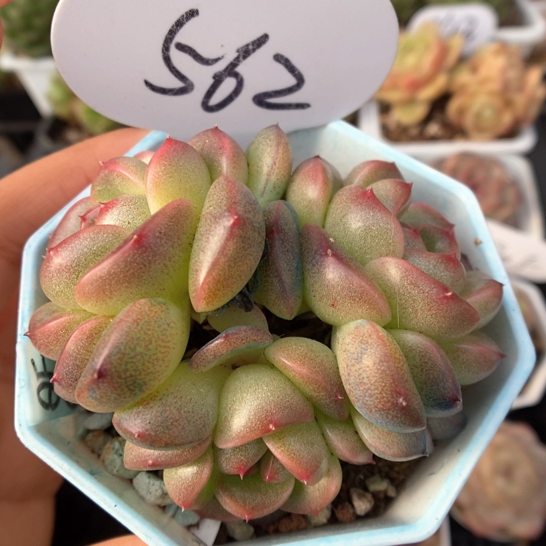 暮云新品群生562号。