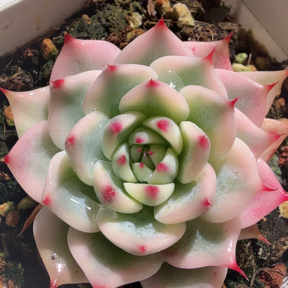 吉娃娃锦，多肉植物