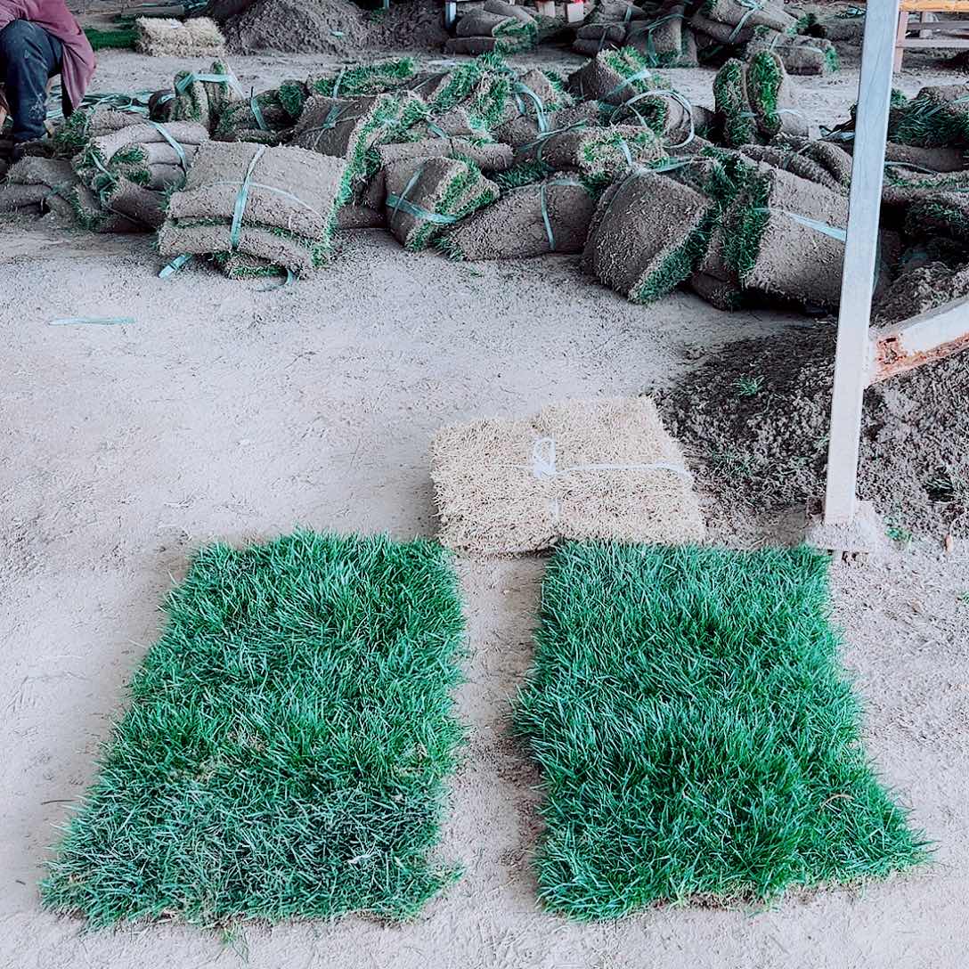 *****无花朵马尼拉草坪包邮价格，。。。