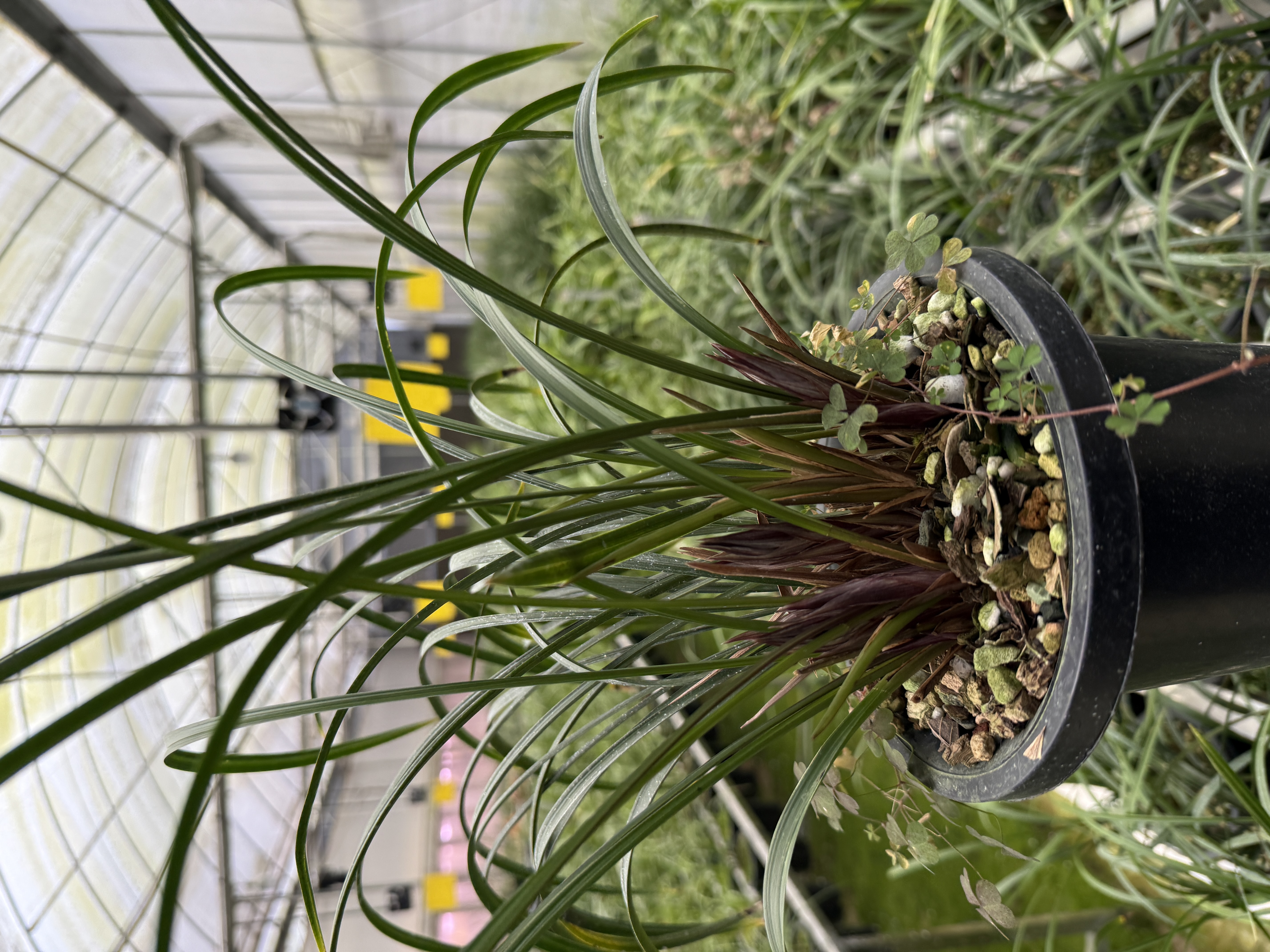 精品兰花（不指定品种，随机送）