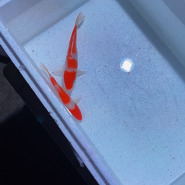 锦鲤锦鲤活鱼开箱包活