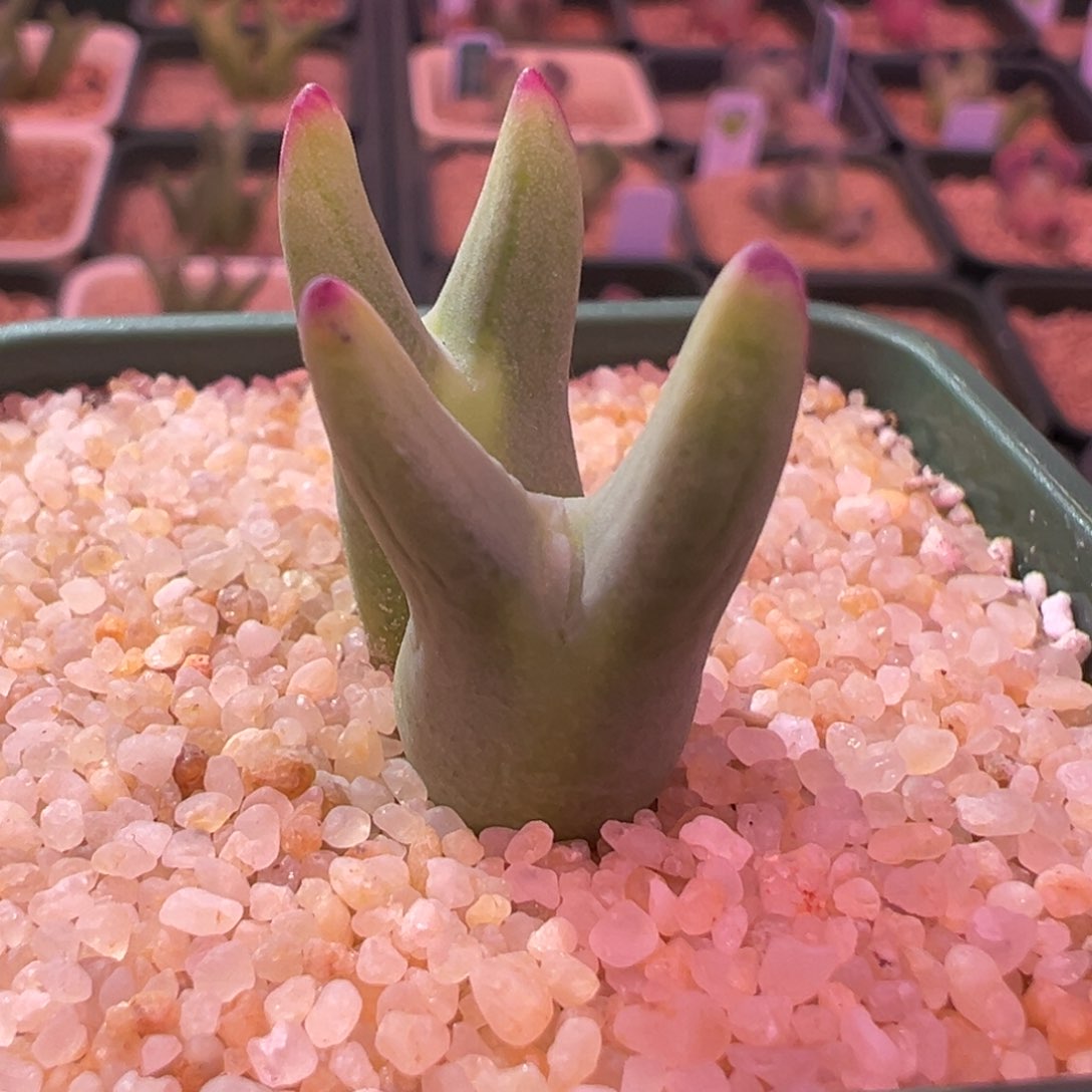 337。SSG0136尖耳皮卡丘