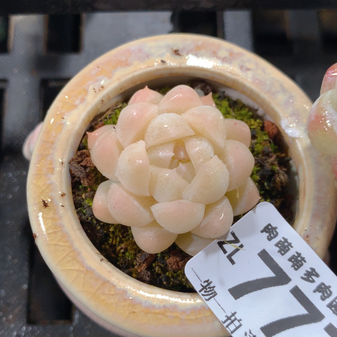 5CM拇指盆精控多肉ZL777