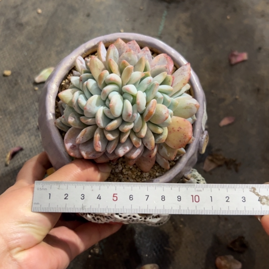 ?****?775 多肉植物组合盆栽