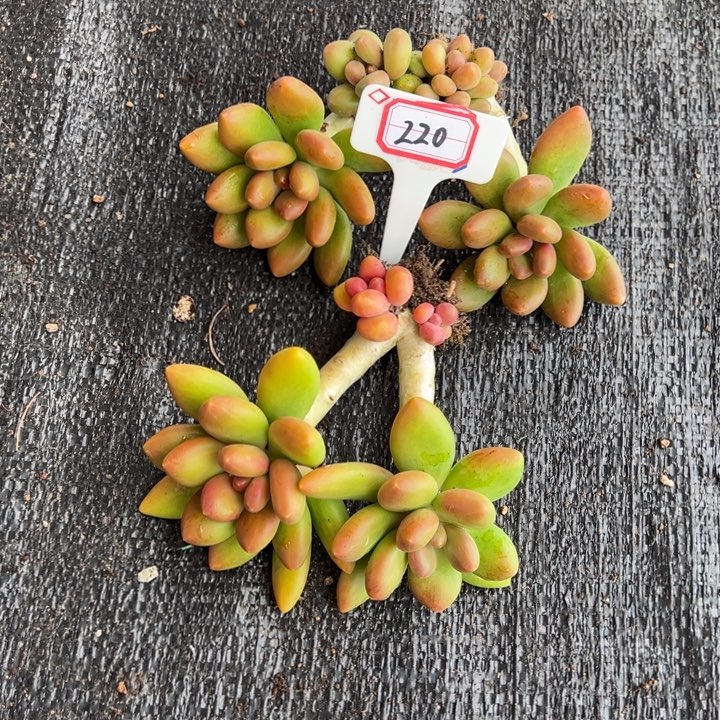 小***爱芒果奶2颗一物一拍220号