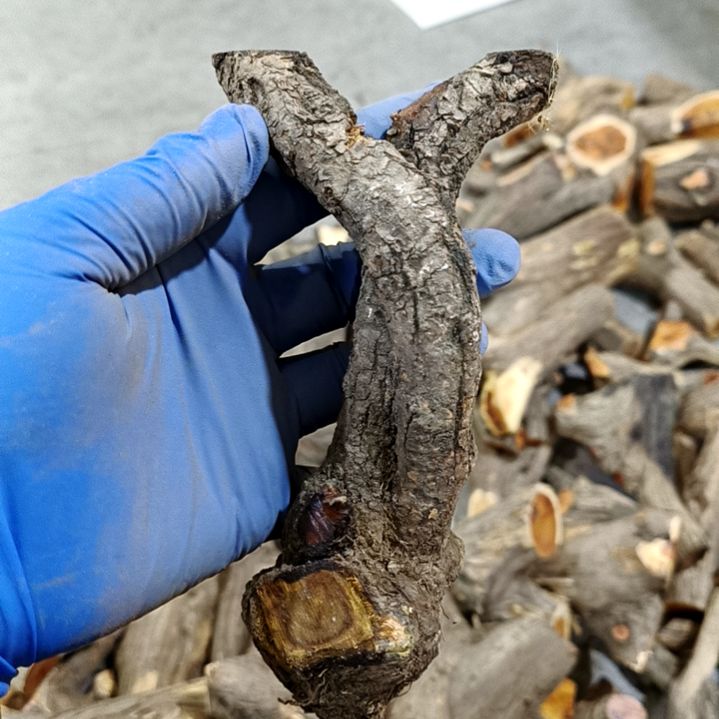 八***站香榧木麻梨毛料毛料毛料