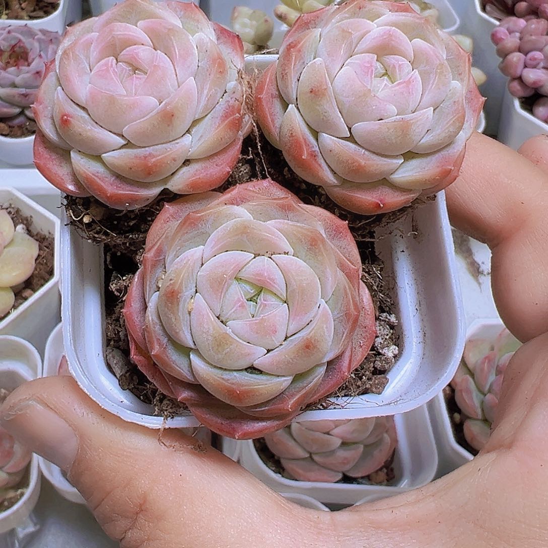 萌宝珍妮3个19包邮多肉植物