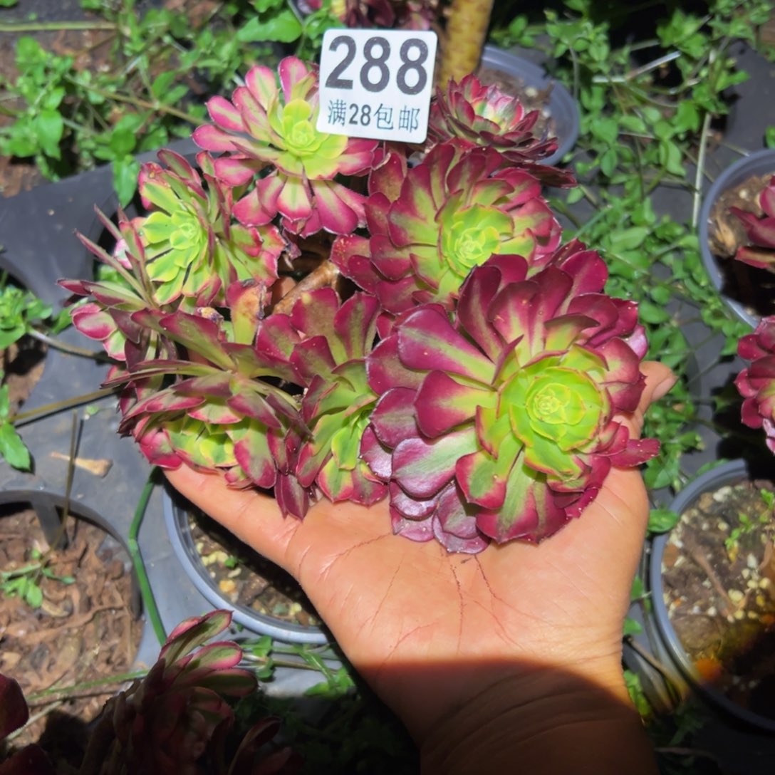 张***福多肉植物288无售后