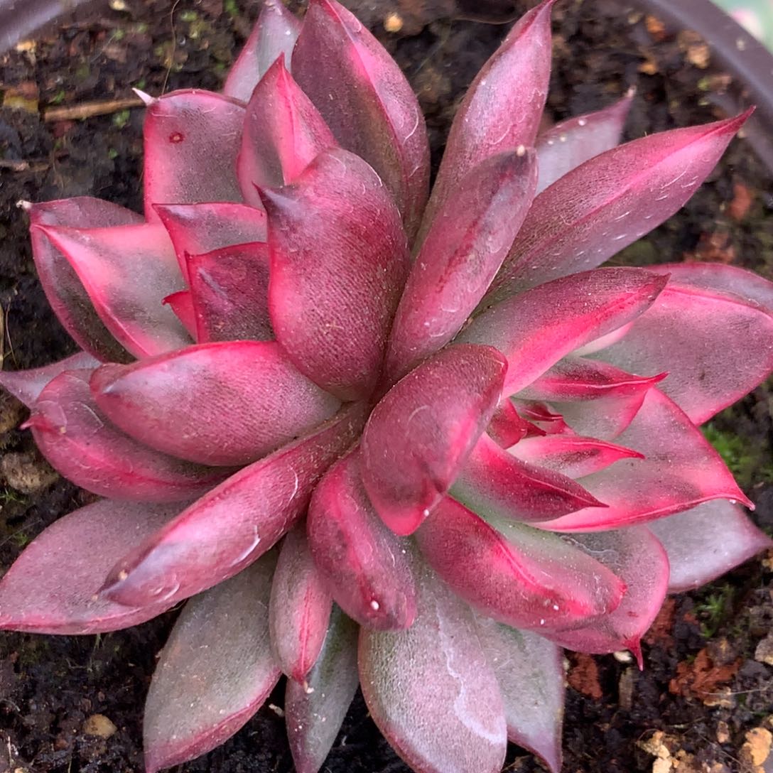 野马j j j j lj j j j l