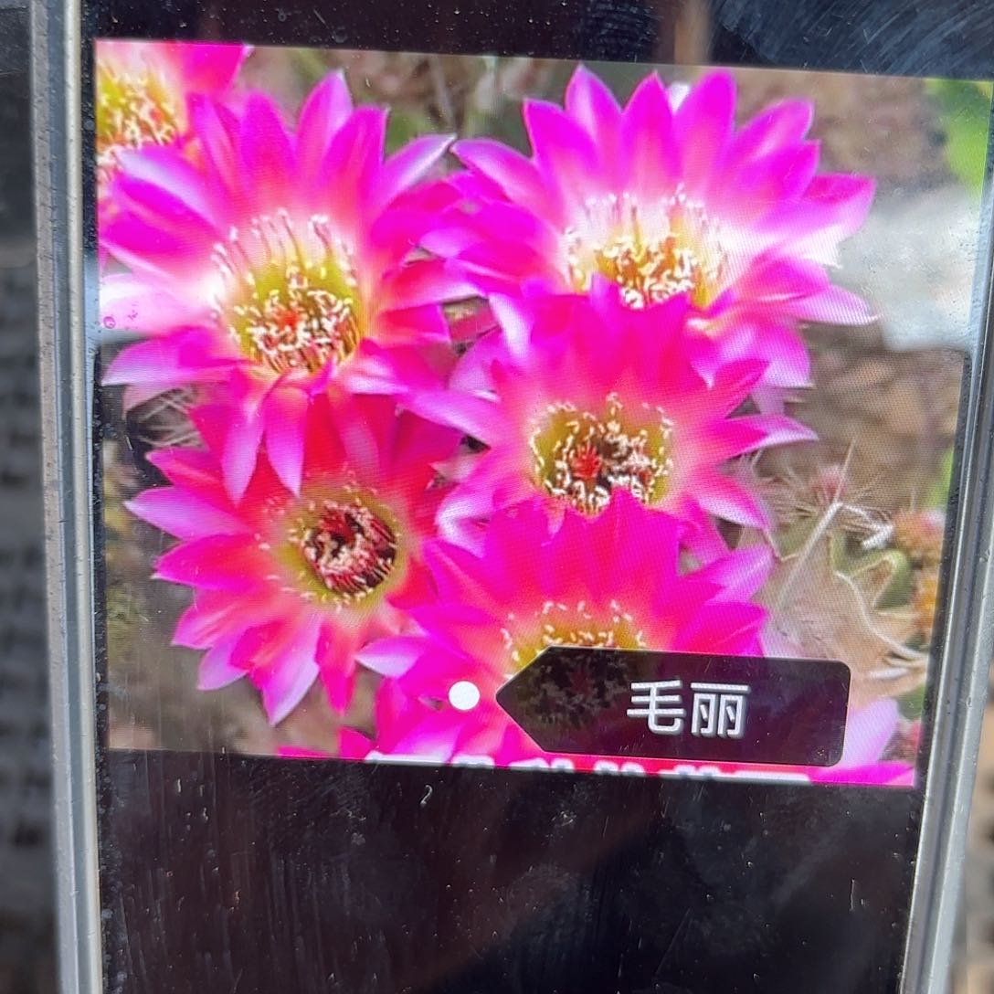毛丽彩侧牙20包邮仙人球8