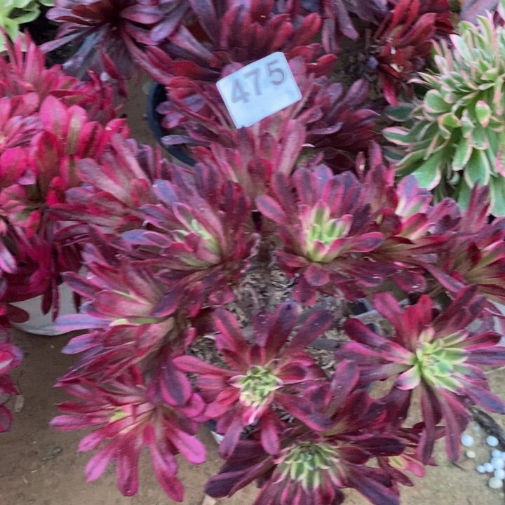 475红颜绣球多肉