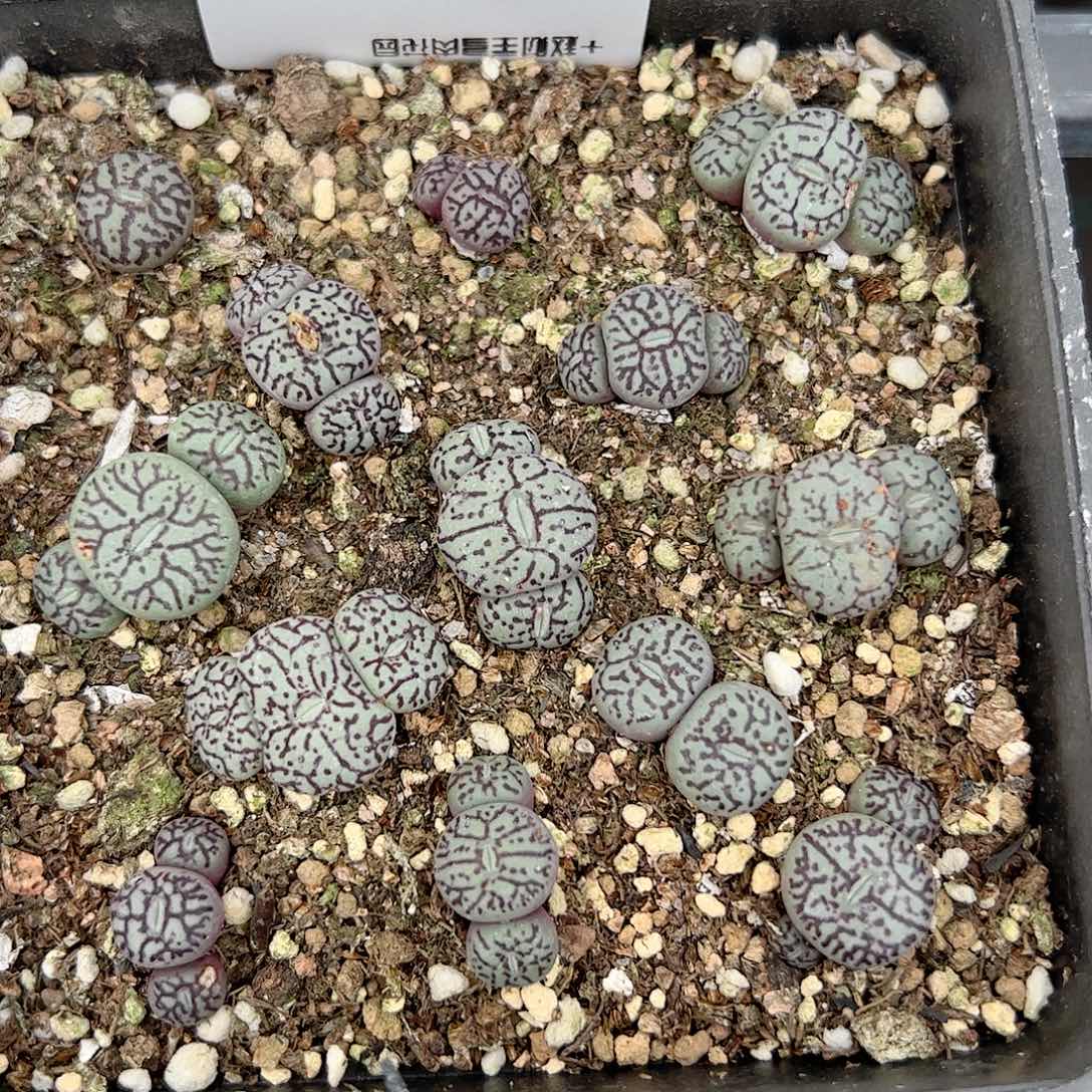 【闪购商品】301情人节福利