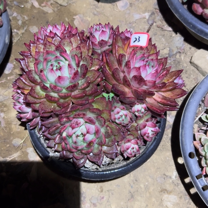 旗***门精品多肉植物老桩