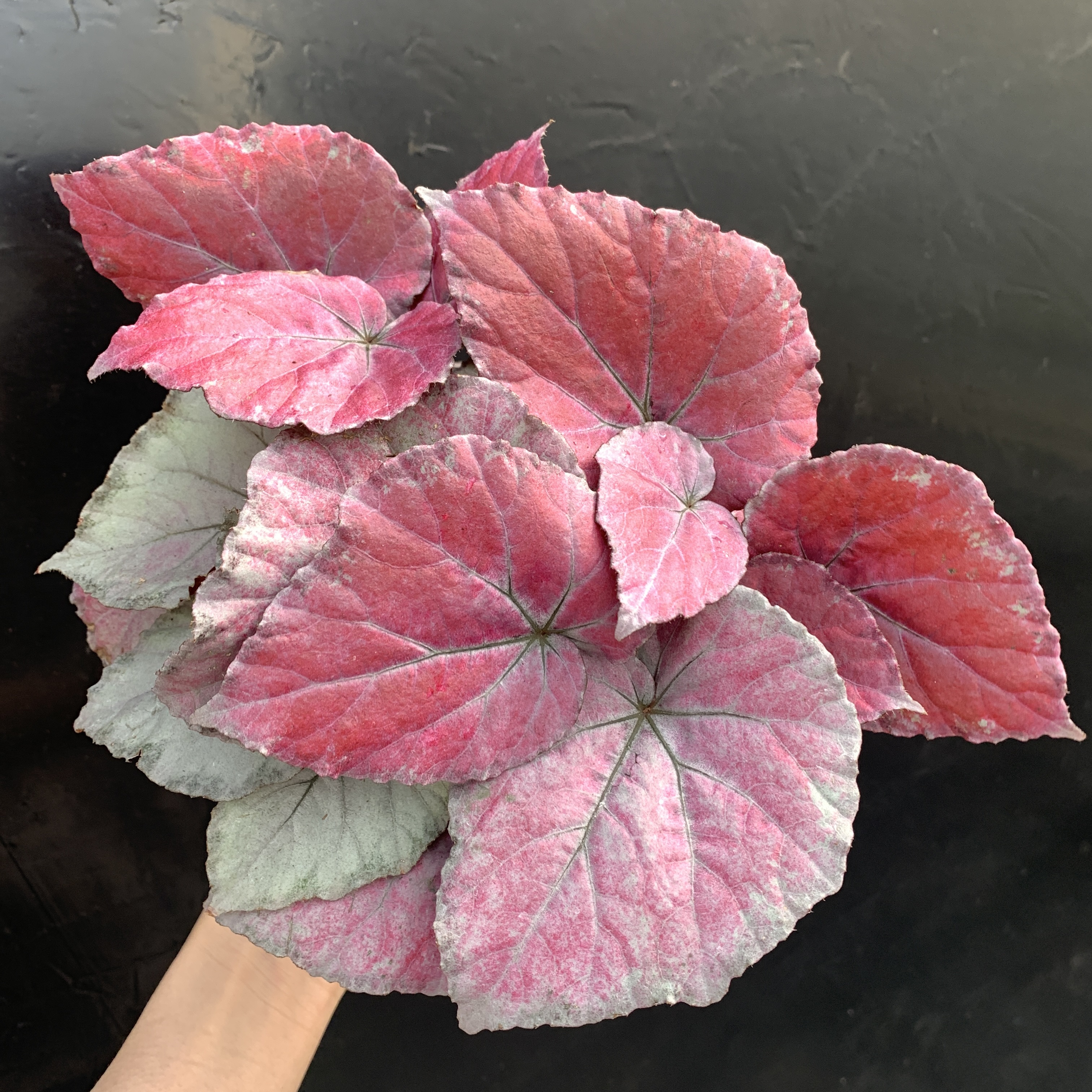 红粉佳人秋海棠盆栽室内观叶绿植网红ins风耐寒好养