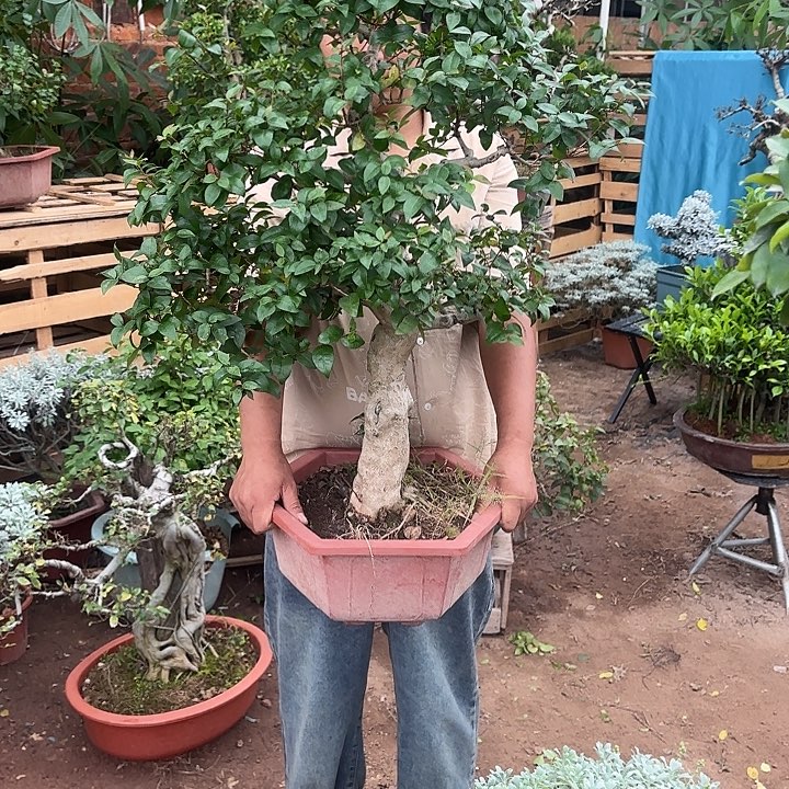 我***悲无花朵哈哈哈哈哈