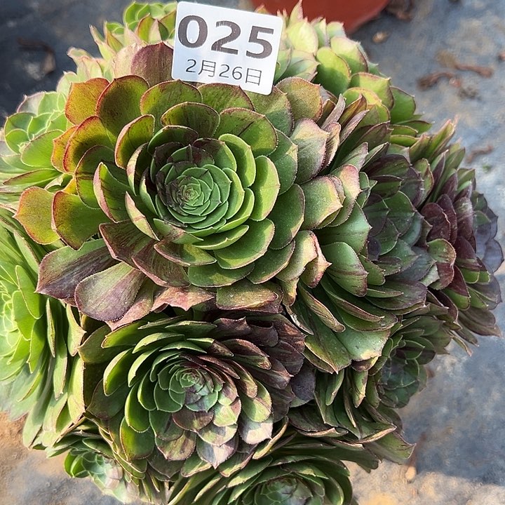 2.26.-25花月夜手捧